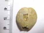 Lovenia forbesi