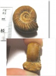 Peresphinctidae?