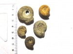 Peresphinctesы?