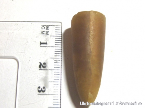 белемниты, Египет, belemnites