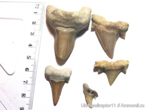 Марокко, Cretalamna, Otodus, Otodus obliquus