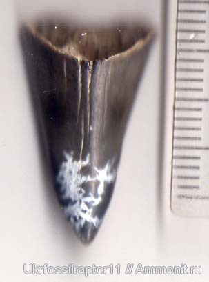 Otodus, Киев