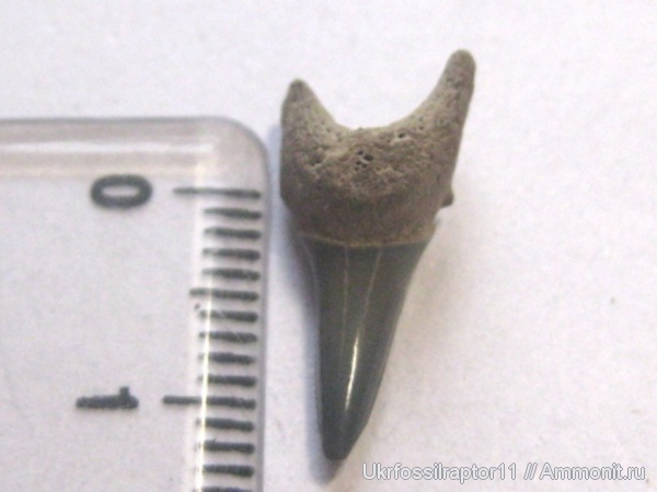Jaekelotodus, Киев