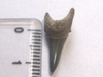 Jaekelotodus sp.