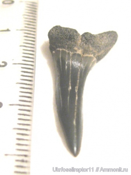 Striatolamia, Киев