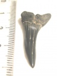 Striatolamia cf. macrota(3) Striatolamia cf. macrota(3)