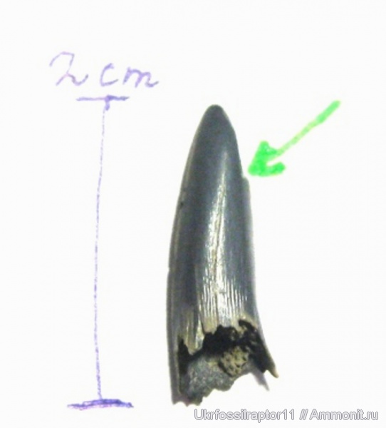 Striatolamia, Киев