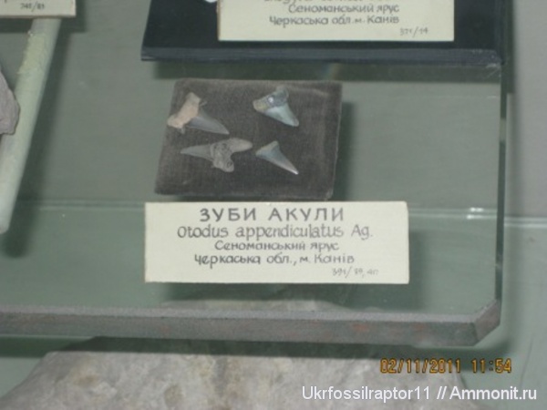 музеи, акулы, sharks