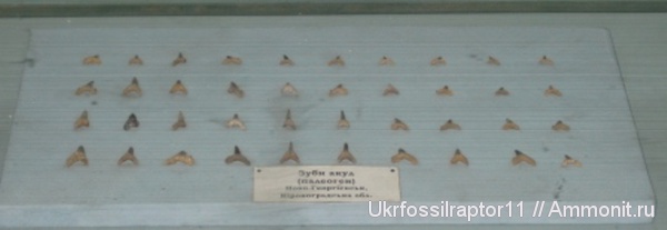 музеи, акулы, ННПМ НАНУ, sharks