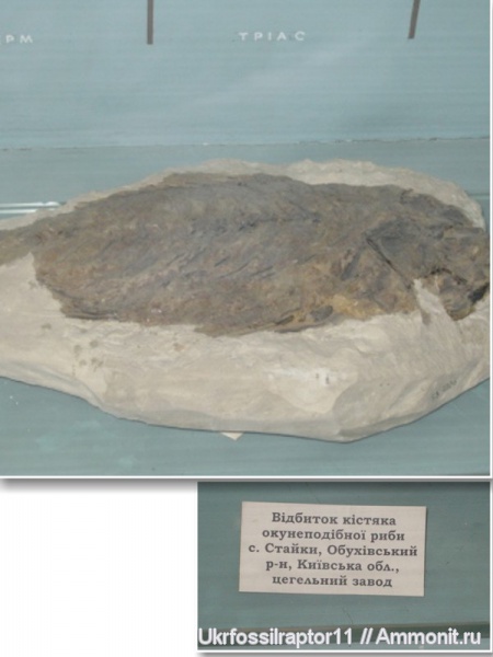рыбы, музеи, Киев, ННПМ НАНУ, fish