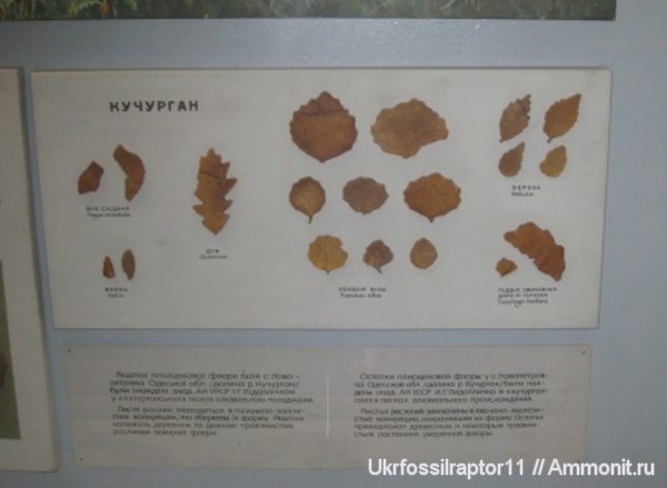 музеи, растения, плиоцен, ННПМ НАНУ