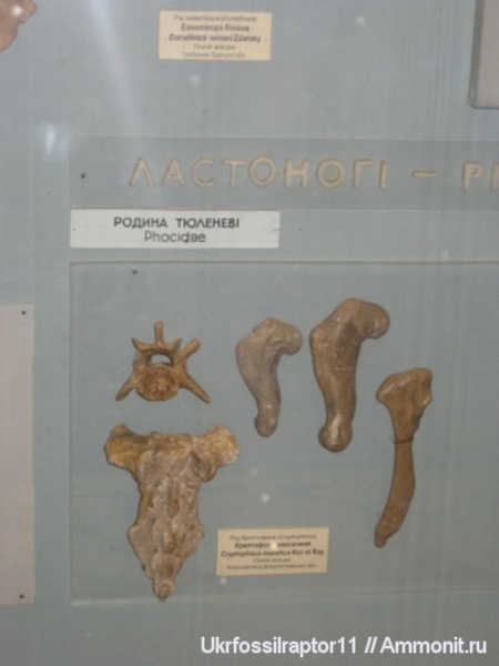 музеи, кости, тюлени, ННПМ НАНУ
