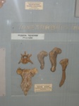 Тюлени