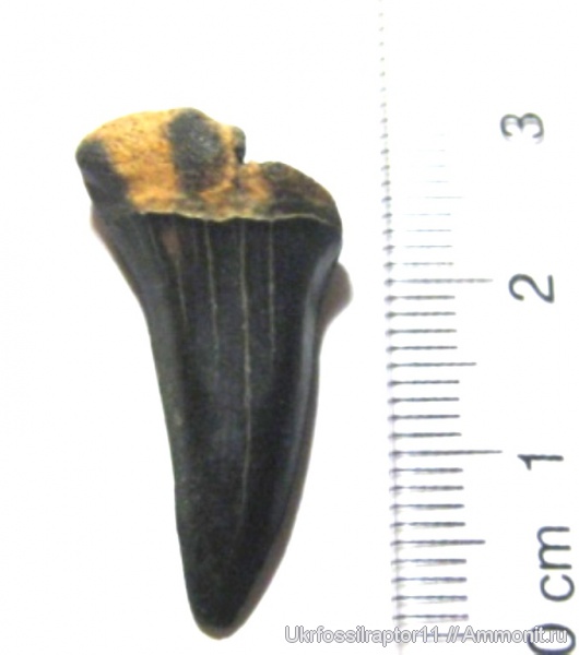 Otodus, Киев
