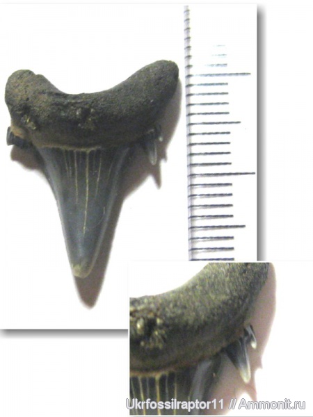 Jaekelotodus, Киев