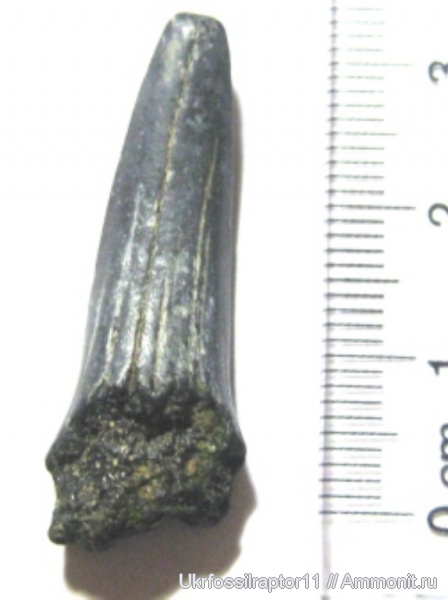 Striatolamia, Киев