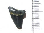 Alopias?