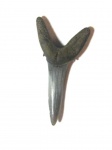 Striatolamia cf. macrota Striatolamia cf. macrota