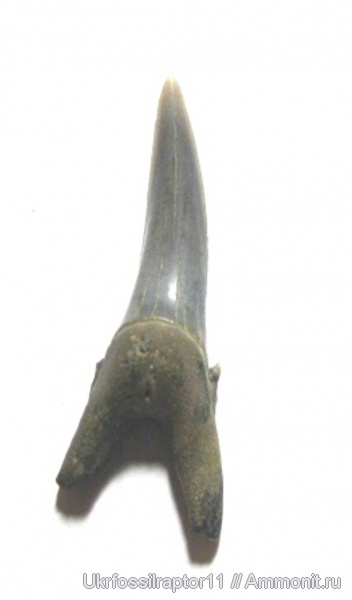 Киев, Hypotodus