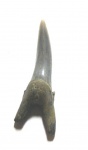 Hypotodus verticalis, первый передний