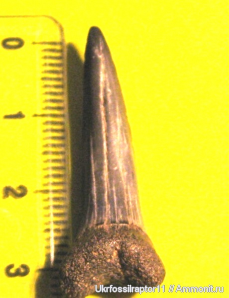 Striatolamia, Киев, Striatolamia macrota