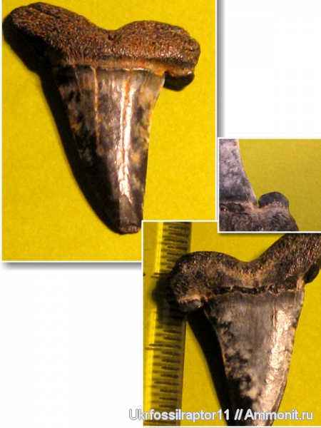 Striatolamia, Киев, Striatolamia macrota