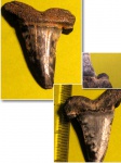 Striatolamia macrota(2)