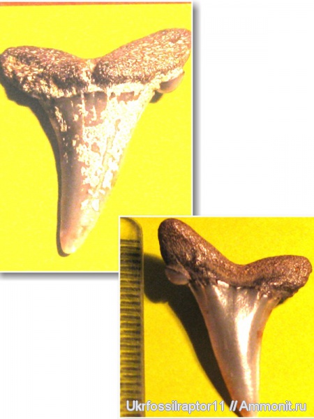 Striatolamia, Киев, Striatolamia macrota