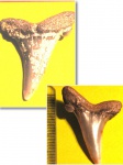 Striatolamia macrota(3)