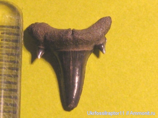 Киев, Odontaspididae