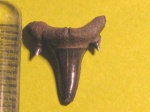 Odontaspididae indet.(1)