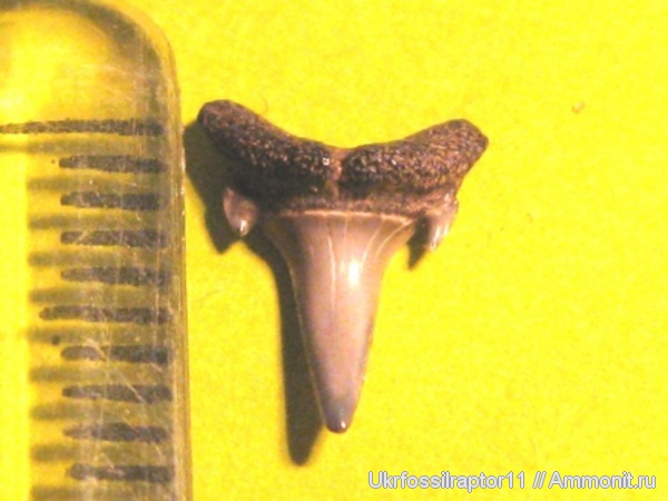 Киев, Odontaspididae