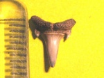 Odontaspididae indet.(2)