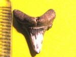 Odontaspididae indet.(3) Odontaspididae indet.(3)