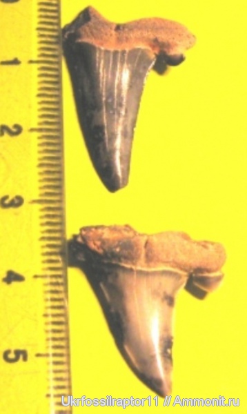 Striatolamia, Киев, Striatolamia macrota