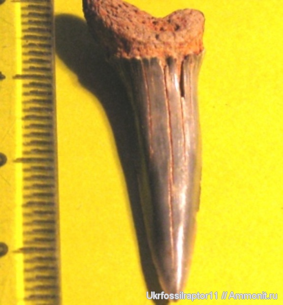 Striatolamia, Киев, Striatolamia macrota
