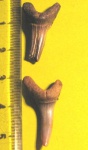 Striatolamia striata(1)