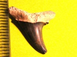 Lamniformes indet.