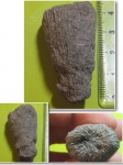 Коралл