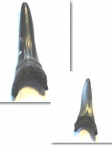 Striatolamia sp.(4)