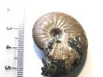 Funiferites cf. patruus
