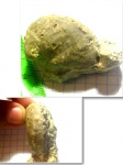 Haliotis volhynica