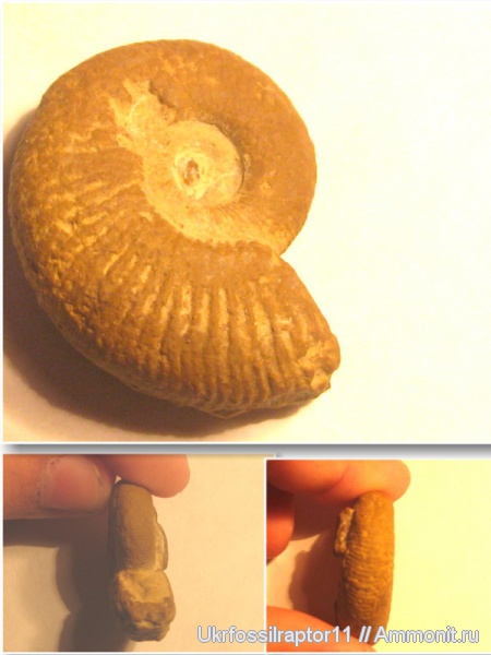 Франция, Perisphinctidae