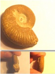 Peresphinctidae