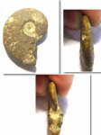 Lissoceratoides?