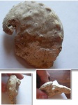 Haliotis volhynica