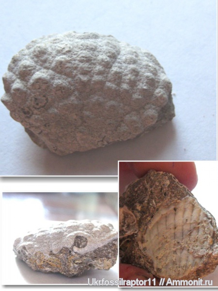 крабы, Daira, Daira speciosa