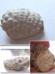 Краб Daira speciosa