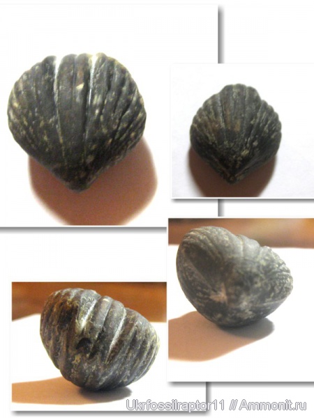 Rhynchonellida