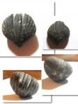 Брахиопода Rhynchonellida после окончательной очистки